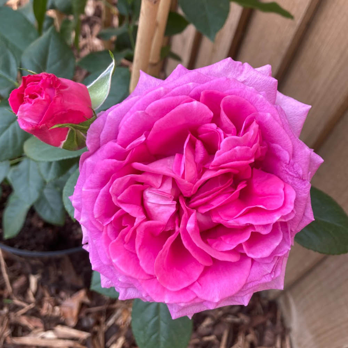 Rose Donna's Rose 4L Pot GW