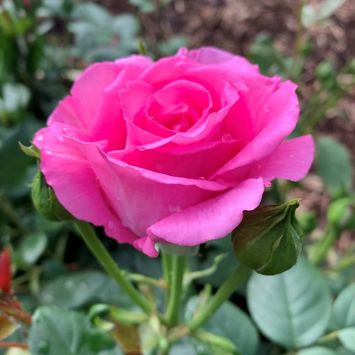 Rose Kelly's Rose 4L Pot GW