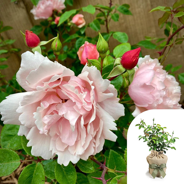 Rose Climbing Albertine 4L pot GW