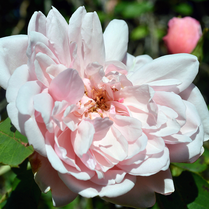 Rose Climbing Albertine 4L pot GW