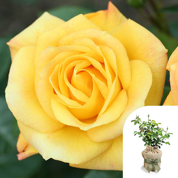 Rose Climbing Arthur Bell 4L pot GW