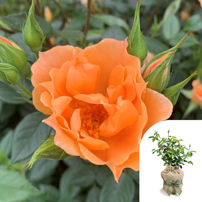 Rose Climbing Bridge of Sighs 4L pot GW