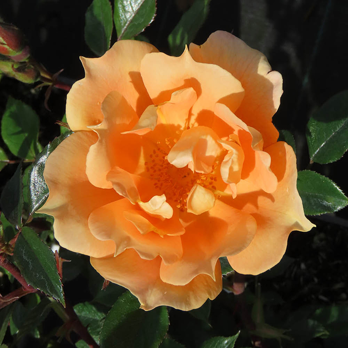 Rose Climbing Bridge of Sighs 4L pot GW