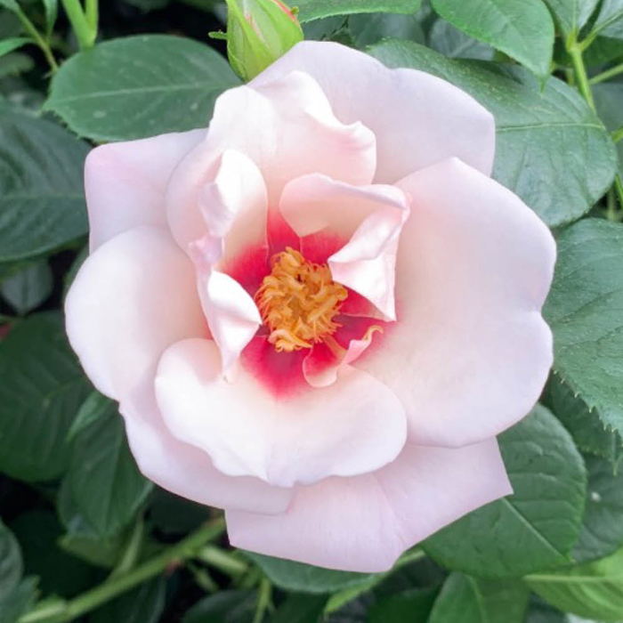 Rose Climbing Chawton Cottage 4L pot C GW