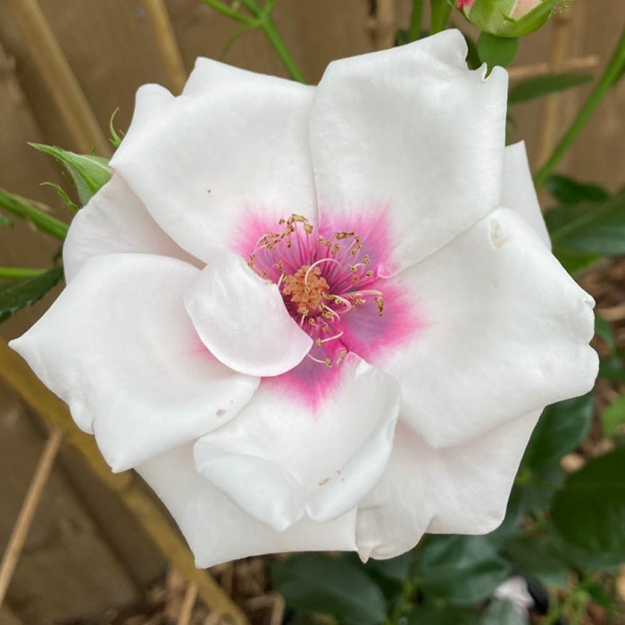 Rose Climbing Chawton Cottage 4L pot C GW