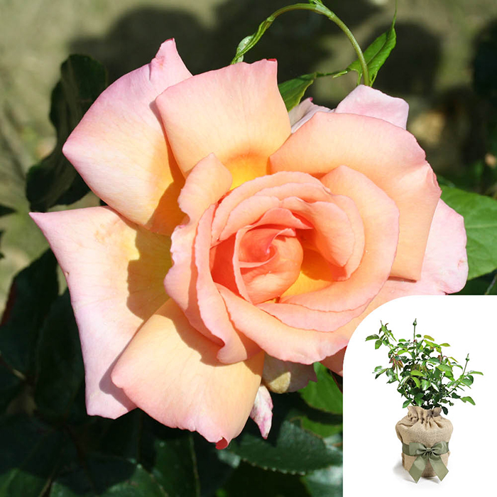 Rose Climbing Compassion 4L Pot GW