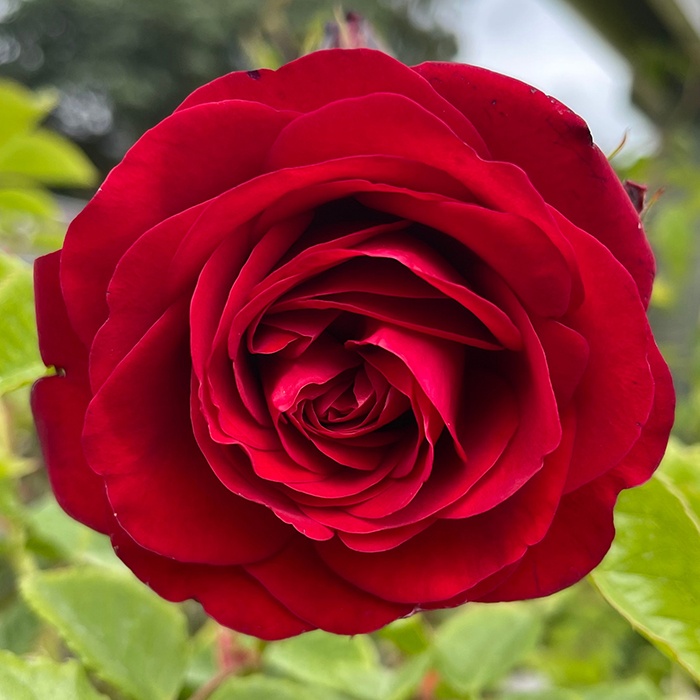 Rose Climbing Cumberland 4L Pot GW