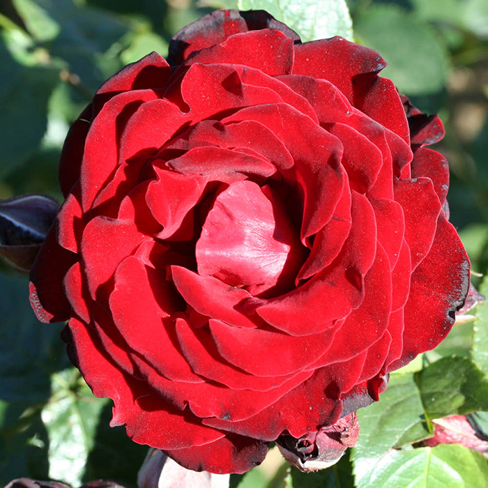 Rose Climbing Dublin Bay 4L pot GW