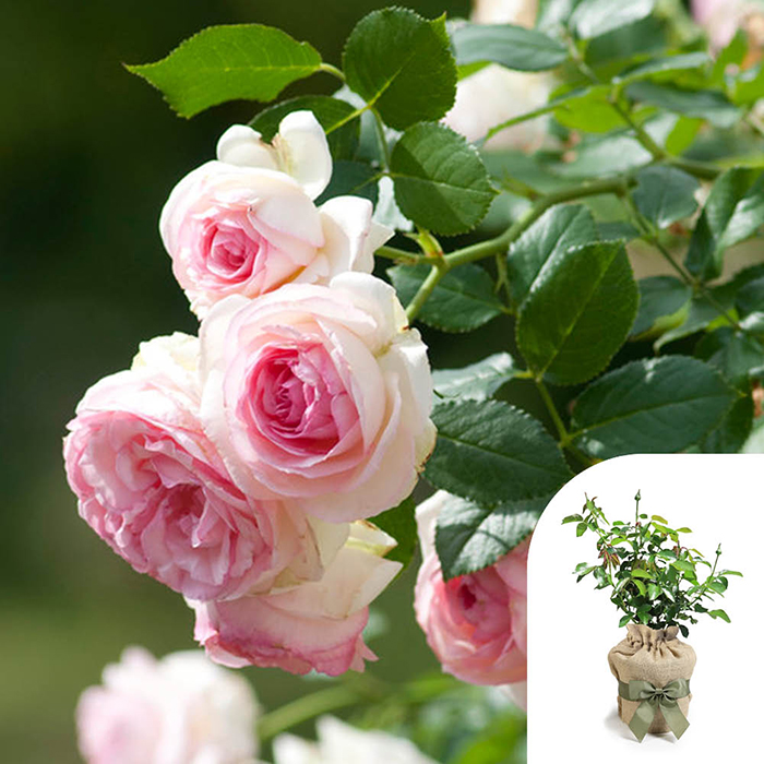 Rose Climbing Eden 88 4L pot GW