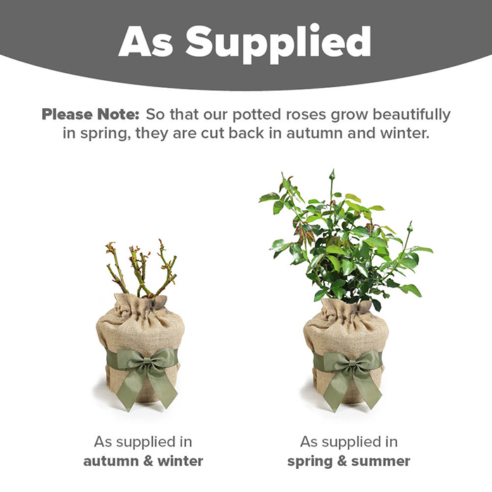Rose Climbing Eden 88 4L pot GW