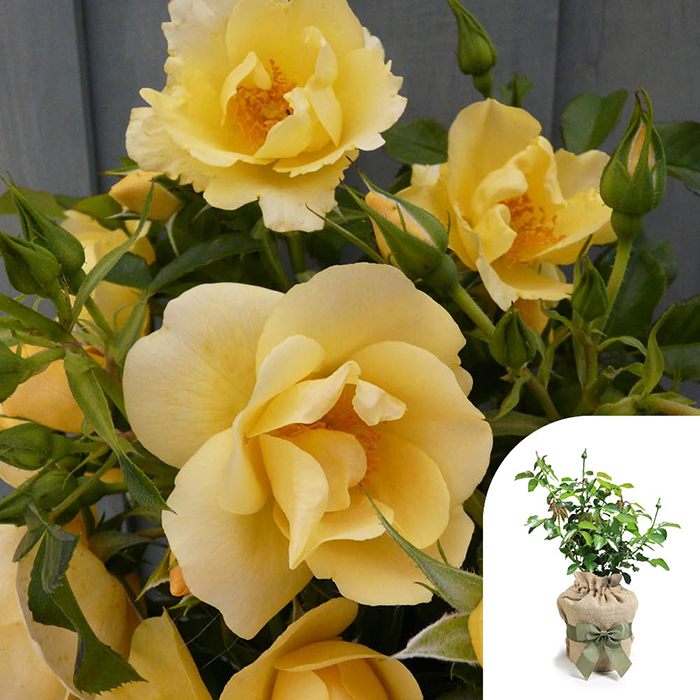 Rose Climbing Gardener's Gold 4L pot GW