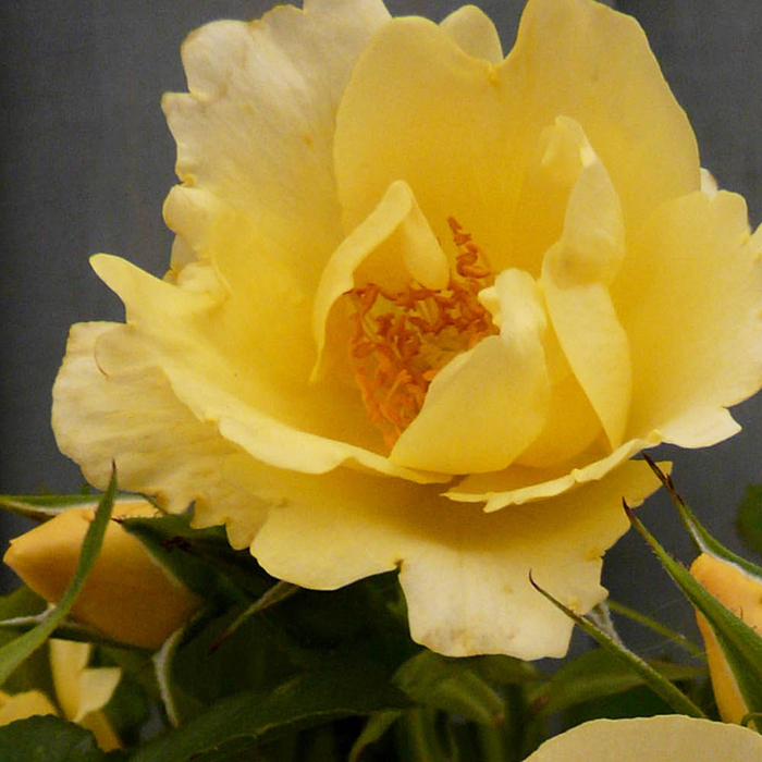 Rose Climbing Gardener's Gold 4L pot GW