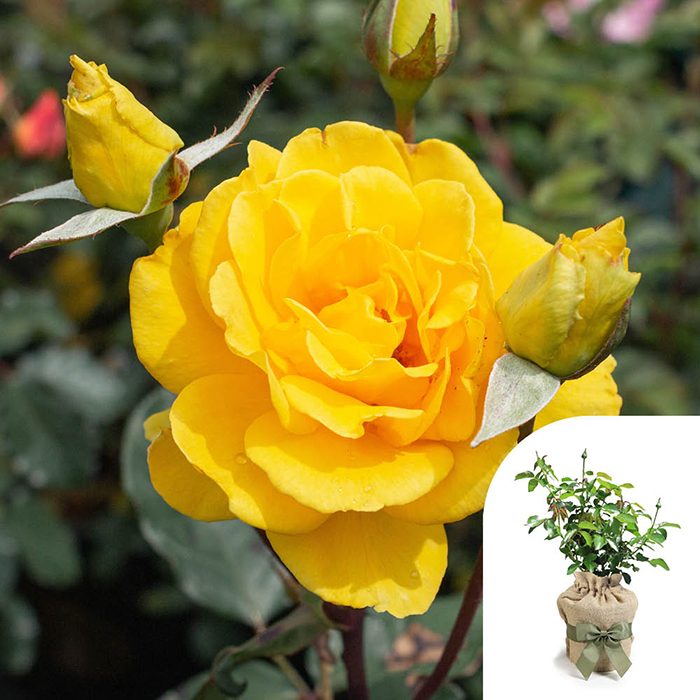 Rose Climbing Golden Perfume 4L pot GW