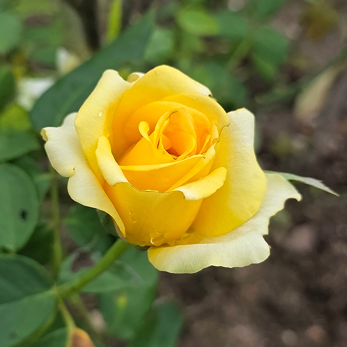 Rose Climbing Golden Perfume 4L pot GW