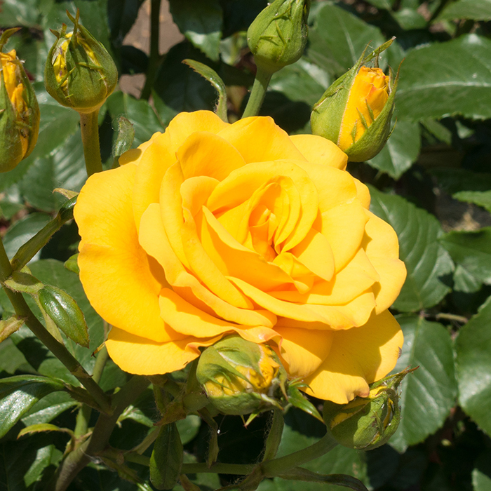 Rose Climbing Golden Perfume 4L pot GW