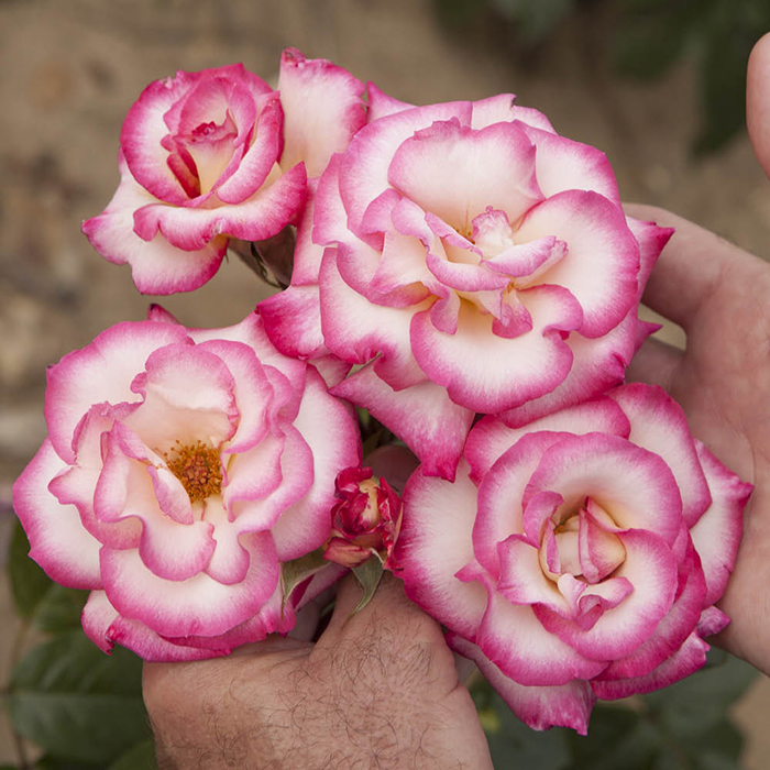 Rose Climbing Handel 4L pot GW