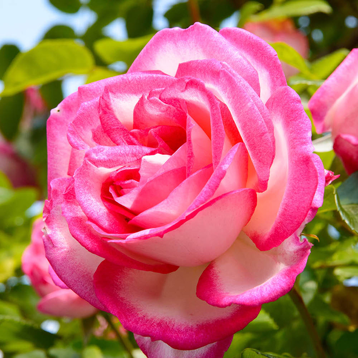 Rose Climbing Handel 4L pot GW