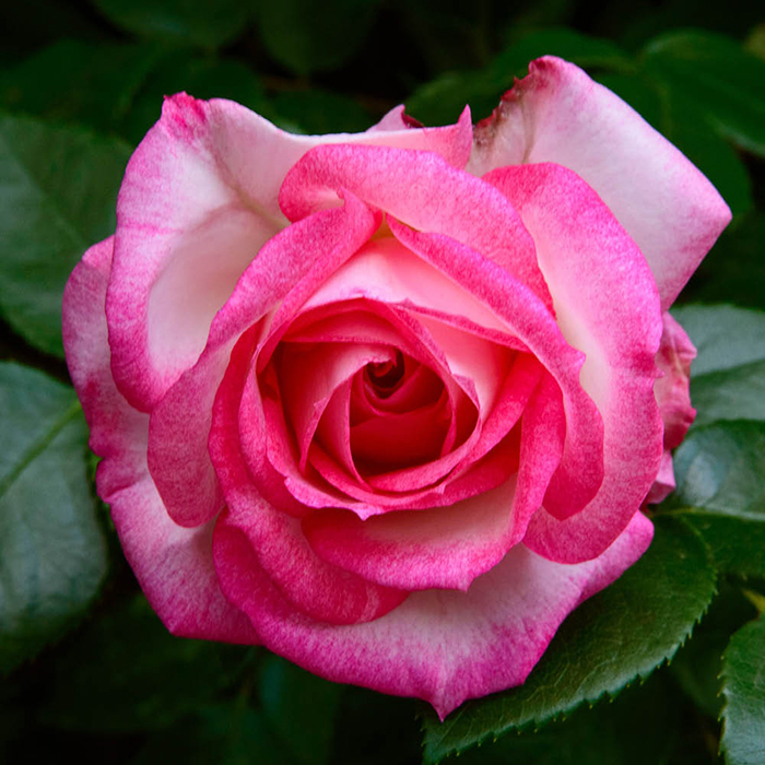 Rose Climbing Handel 4L pot GW