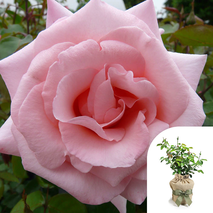 Rose Climbing High Hopes 4L pot GW