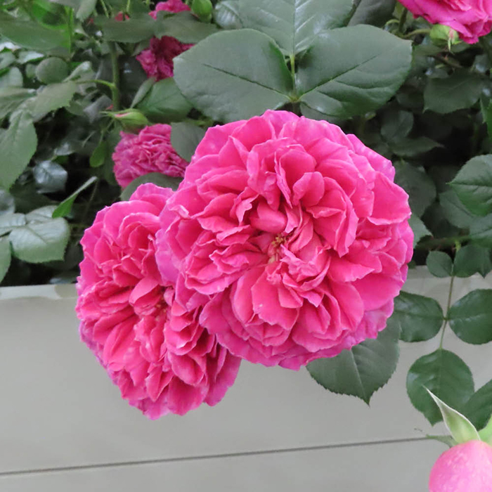 Rose Harkness Heritage 4L Pot GW