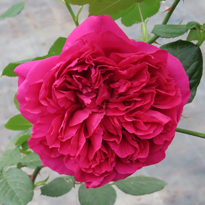 Rose Harkness Heritage 4L Pot GW