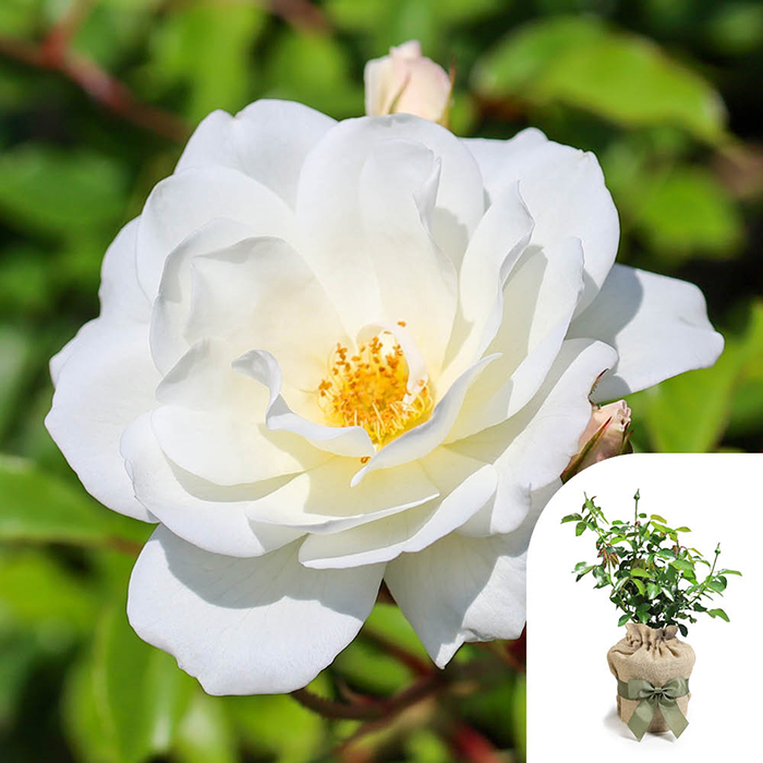 Rose Climbing Iceberg 4L pot GW