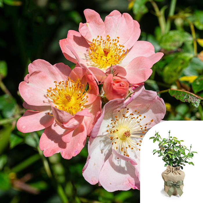 Rose Climbing Open Arms 4L pot GW