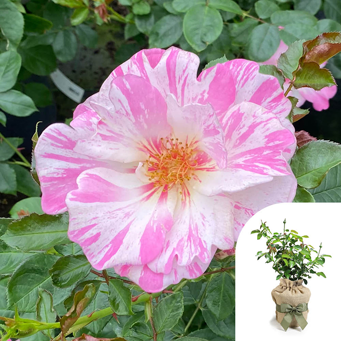 Rose Oliver's Rose 4L Pot GW