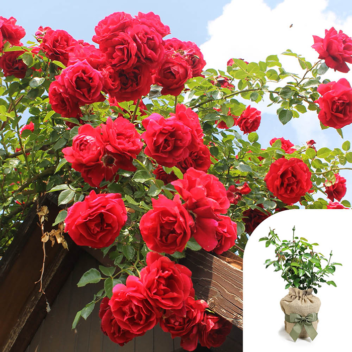 Rose Climbing Pauls Scarlet 4L pot GW