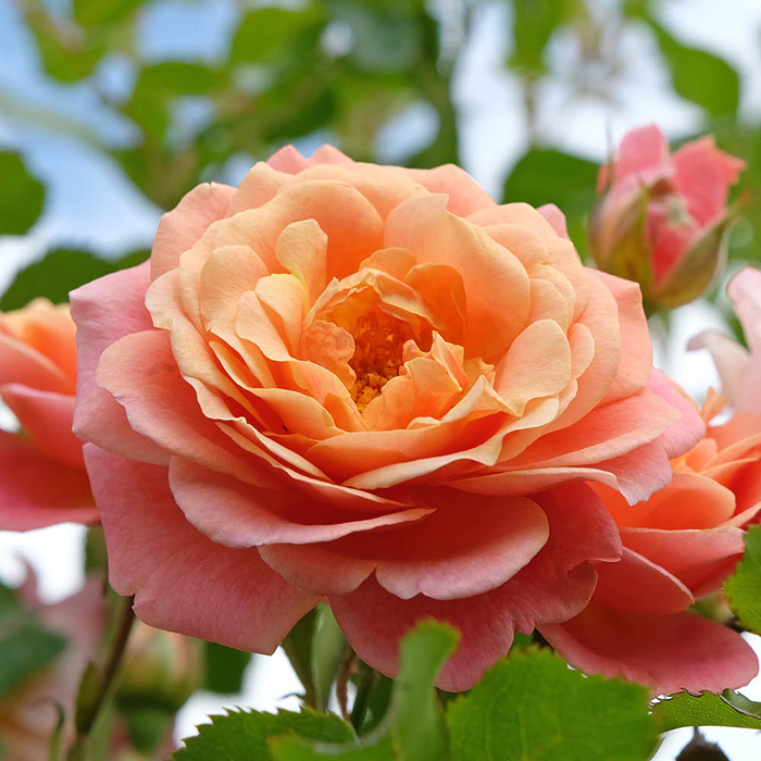 Rose CLG Peach Melba 4L pot (ROTY 2023) GW