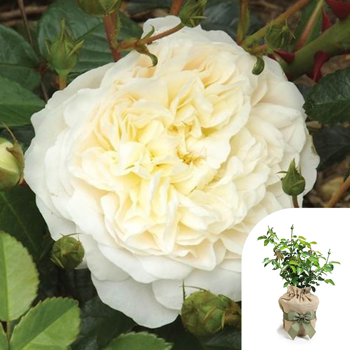 Rose Climbing Perpetually Yours 4L pot GW