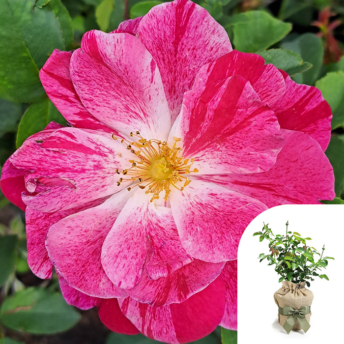 Rose CLG Rosemary Day 4L pot GW