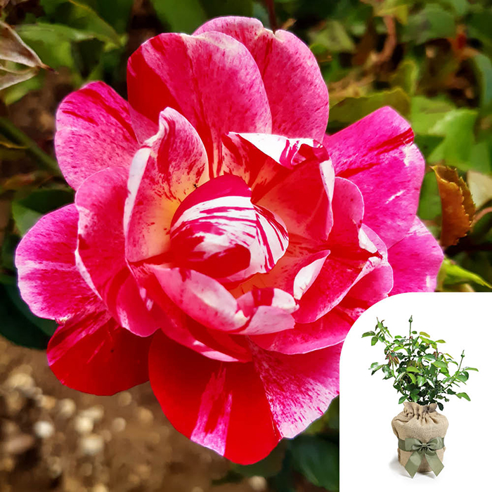 Rose Rosemary's Rose 4L Pot GW