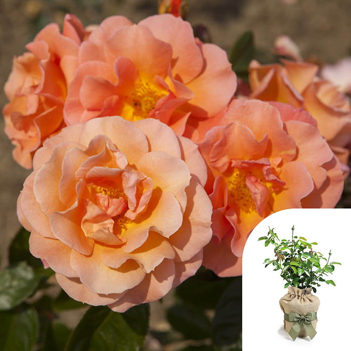 Rose CLG Scent from Heaven 4L pot (ROTY 2017) GW