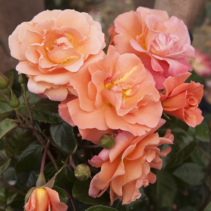 Rose CLG Scent from Heaven 4L pot (ROTY 2017) GW