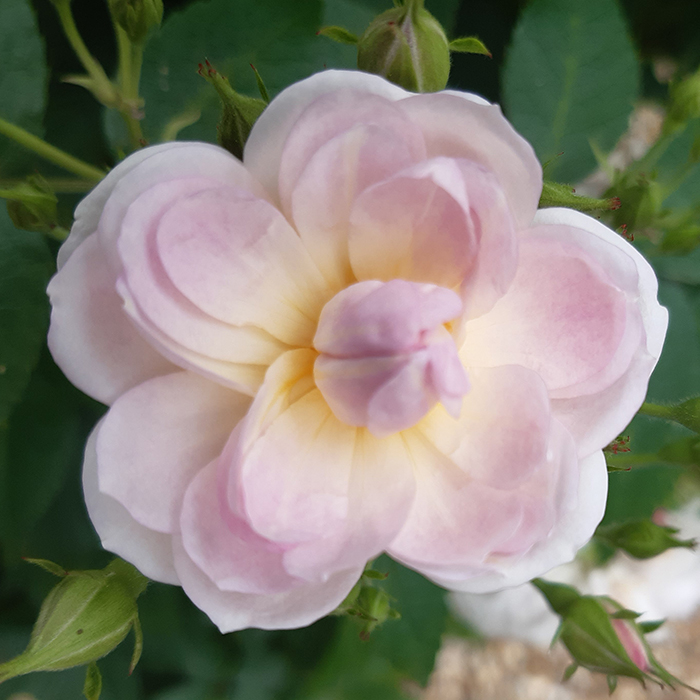 Rose Clg Sense and Sensibility 4L Pot C GW