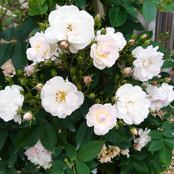 Rose Arthur's Rose 4L Pot GW