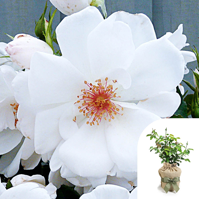 Rose CLG Starlight Symphony 4L pot (ROTY 2018) GW