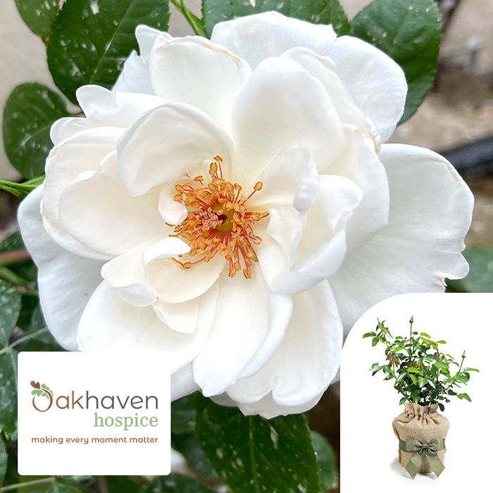 Rose 'Oakhaven Hospice' 4L Pot C GW