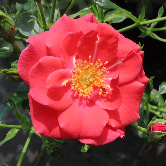 Rose Climbing Summer Sweetheart 4L Pot GW