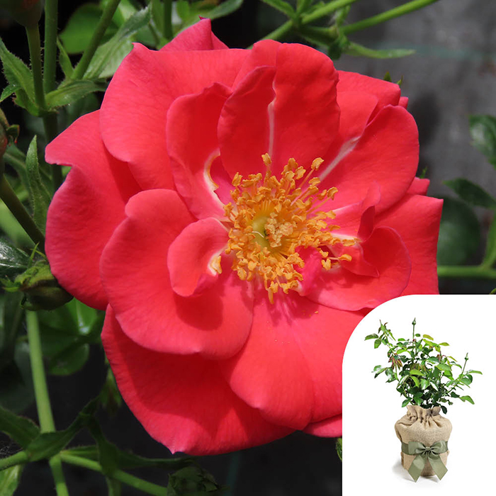 Rose Jason's Rose 4L Pot GW