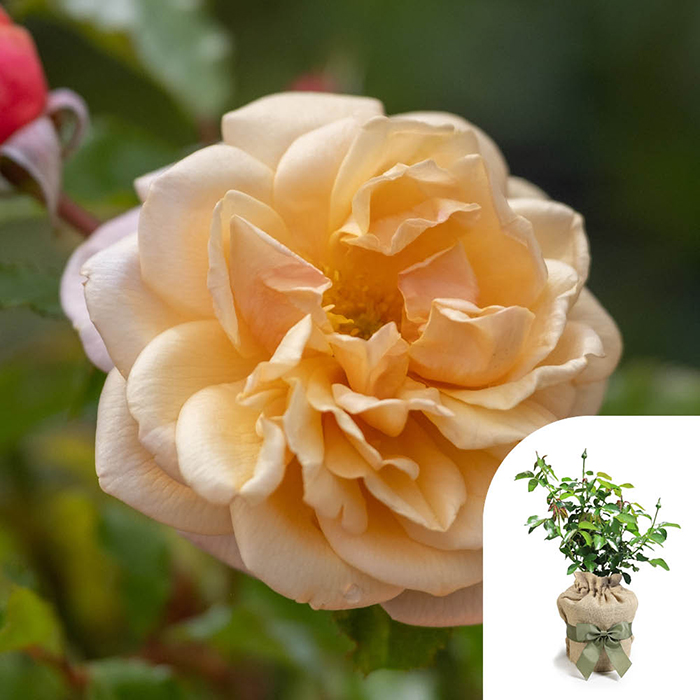 Rose Climbing Susie 4L pot GW