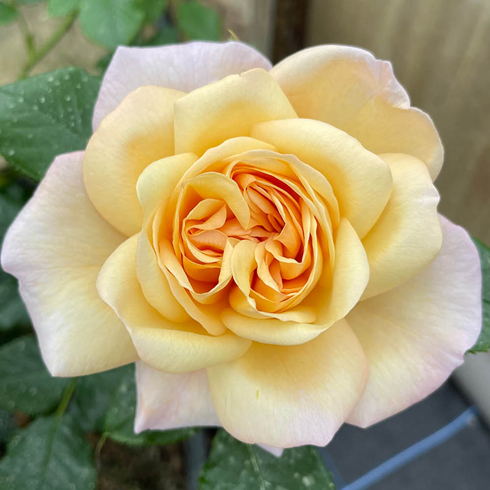 Rose Climbing Susie 4L pot GW