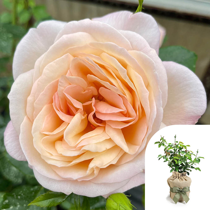 Rose Lily's Rose 4L Pot GW
