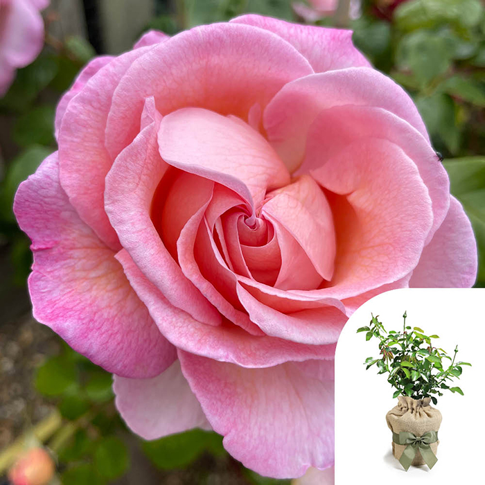 Rose Climbing Sweet Syrie 4L Pot GW