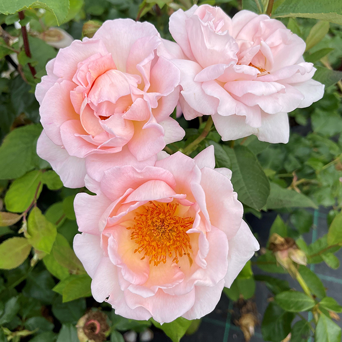 Rose Climbing Sweet Syrie 4L Pot GW