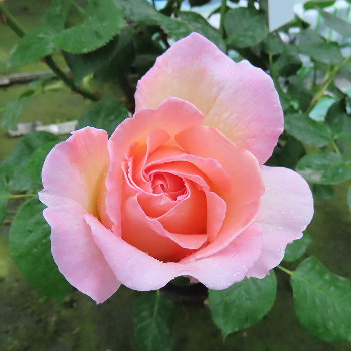Rose Climbing Sweet Syrie 4L Pot GW