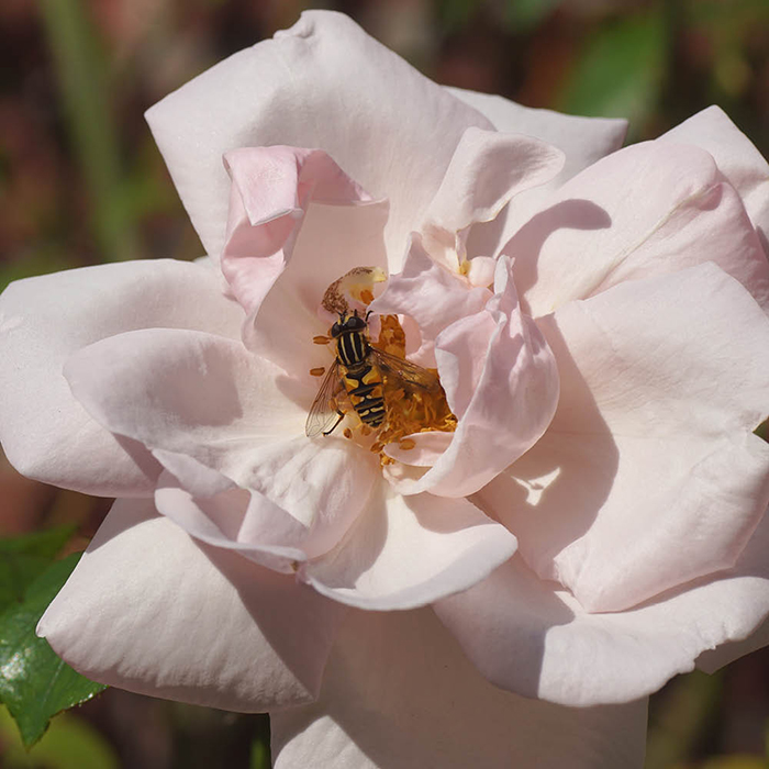 Rose Climbing The New Dawn 4L pot GW