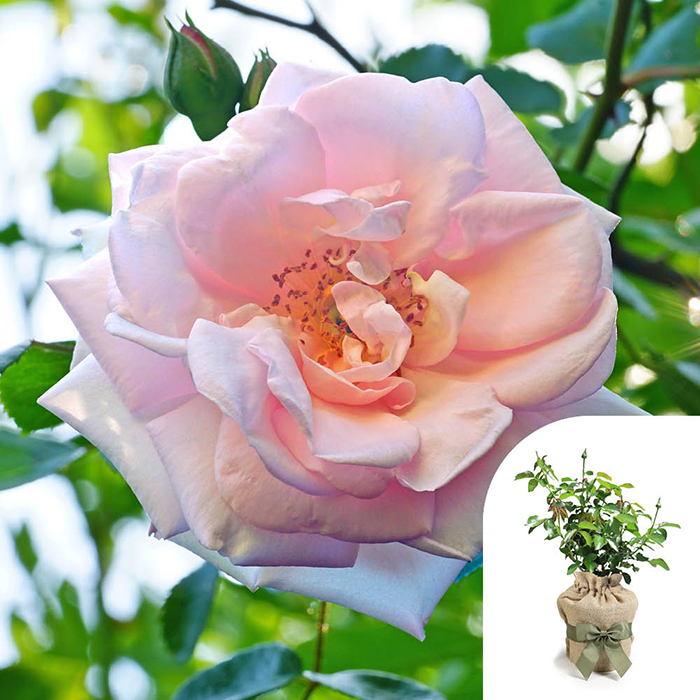 Rose Nicola's Rose 4L Pot GW