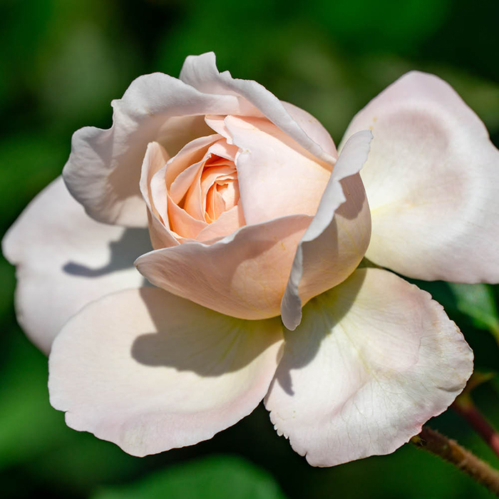 Rose Nicola's Rose 4L Pot GW